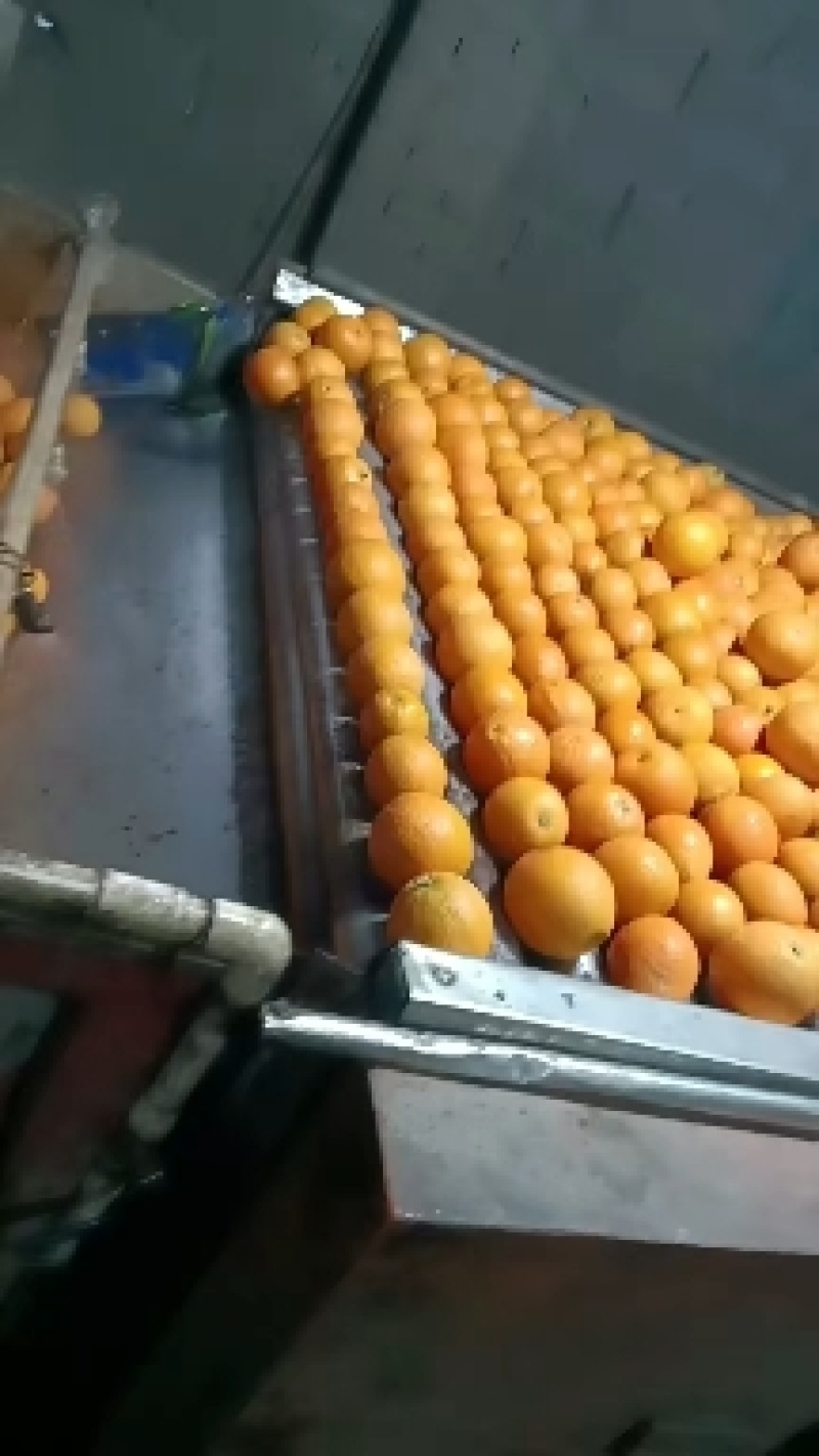 秭归脐橙湖北宜昌橙子新鲜水果当季榨汁橙纽荷尔