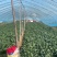 【热卖中🔥】精品菠菜大量有货17-40公分