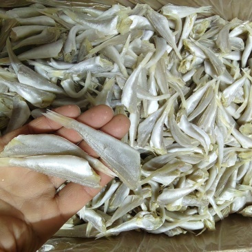 【推荐】去头去内脏白鳞鱼干原产地直发