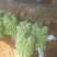 【预售】香蕉