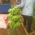 【预售】香蕉