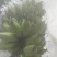 【预售】香蕉
