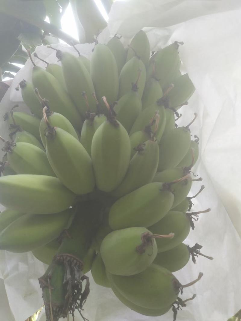 【预售】香蕉