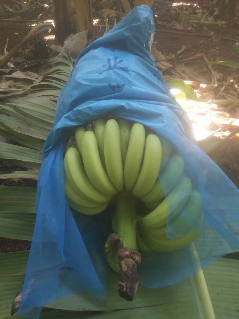 【预售】香蕉
