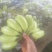 【预售】香蕉