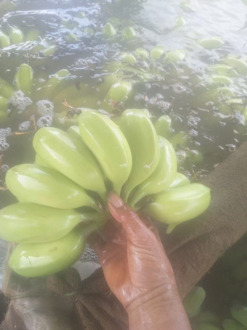 【预售】香蕉