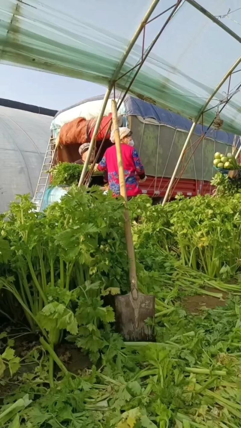 大芹菜