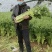大芹菜