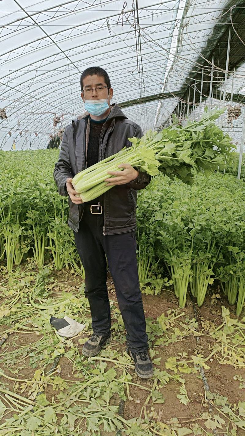 大芹菜