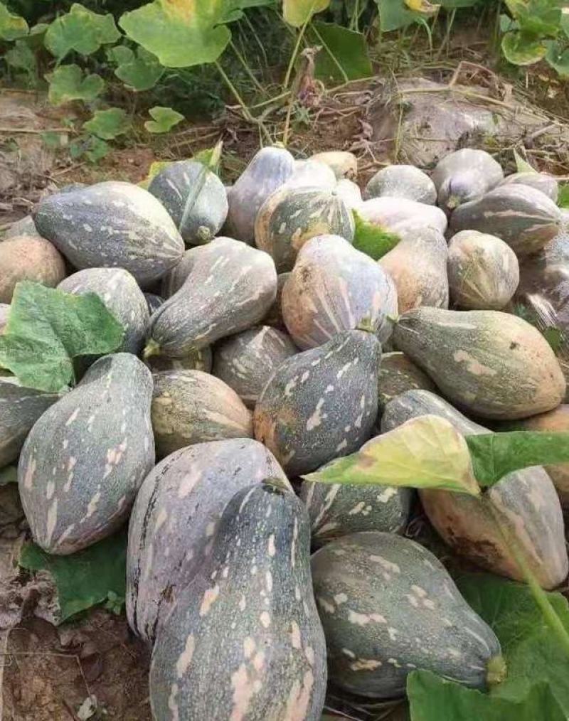 香芋南瓜种子利农香芋南瓜肉质致密水份少味香品质好