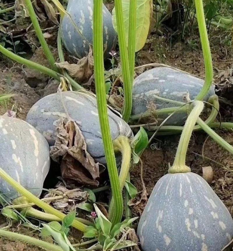 香芋南瓜种子利农香芋南瓜肉质致密水份少味香品质好