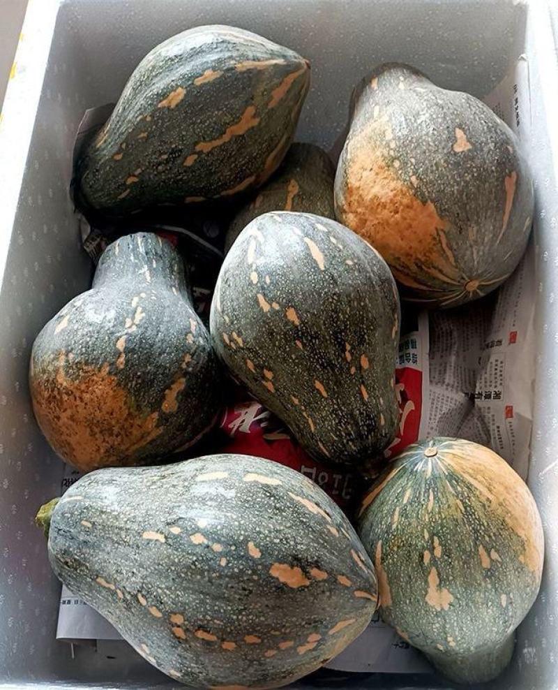 香芋南瓜种子利农香芋南瓜肉质致密水份少味香品质好