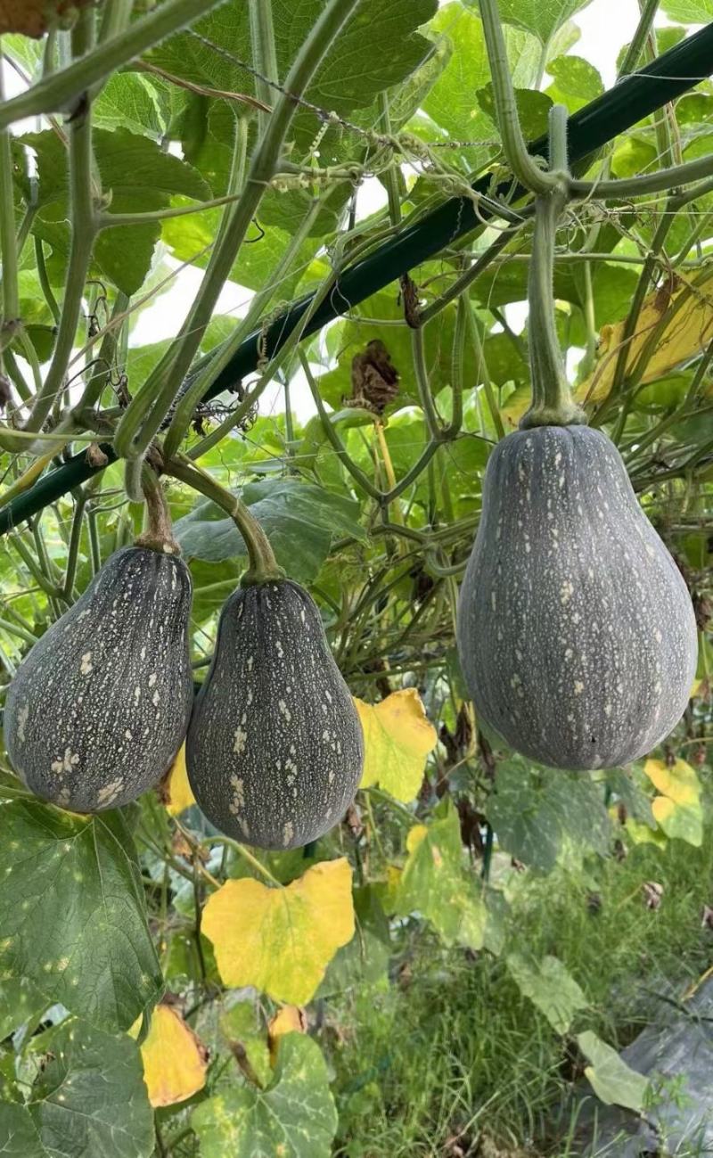 香芋南瓜种子利农香芋南瓜肉质致密水份少味香品质好