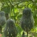 香芋南瓜种子利农香芋南瓜肉质致密水份少味香品质好
