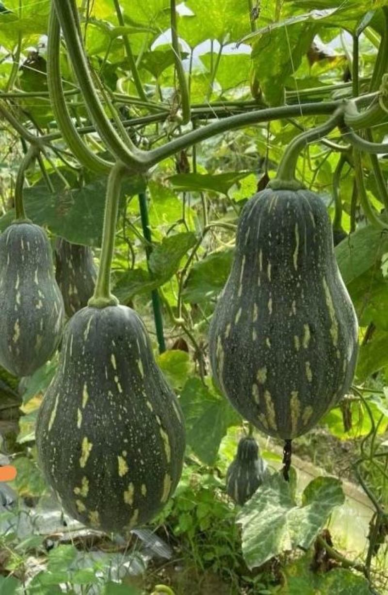 香芋南瓜种子利农香芋南瓜肉质致密水份少味香品质好
