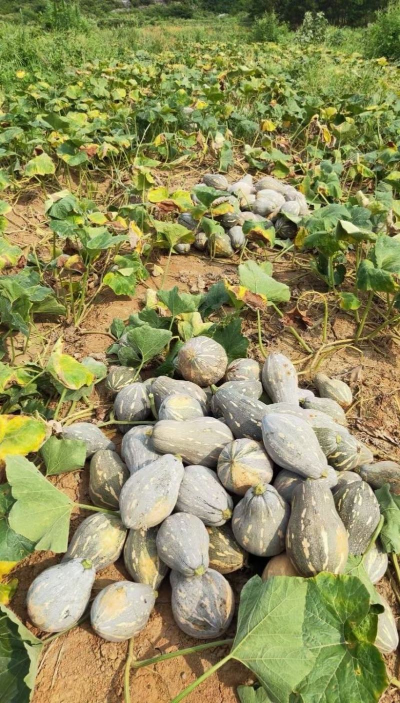 香芋南瓜种子利农香芋南瓜肉质致密水份少味香品质好