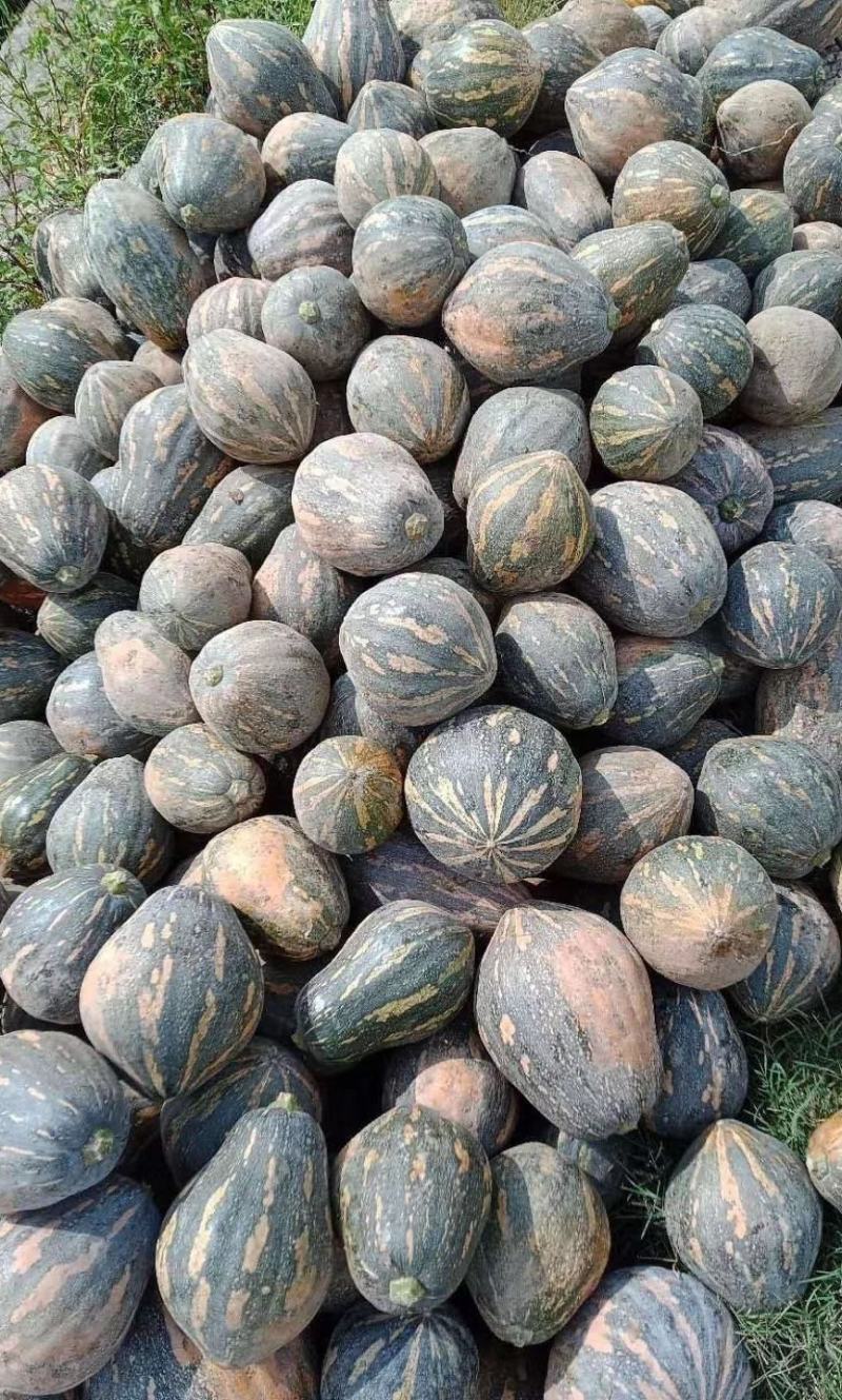 香芋南瓜种子利农香芋南瓜肉质致密水份少味香品质好