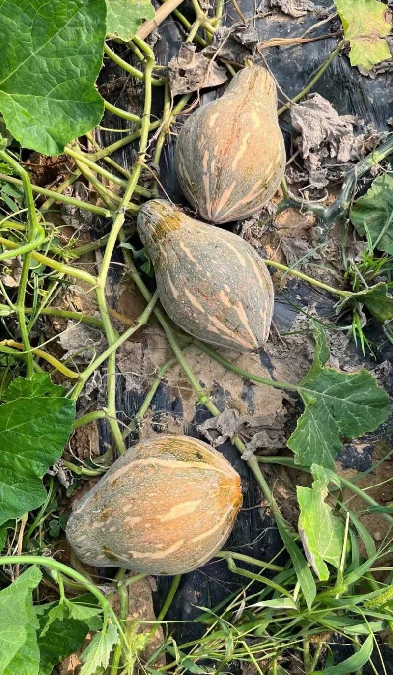 香芋南瓜种子利农香芋南瓜肉质致密水份少味香品质好