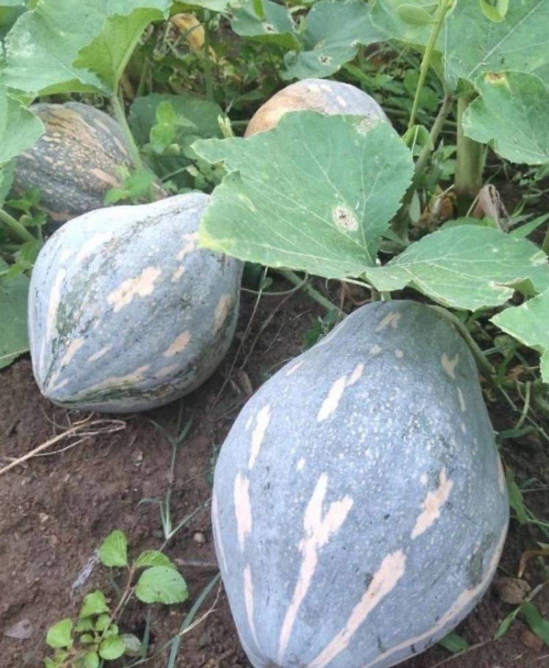 香芋南瓜种子利农香芋南瓜肉质致密水份少味香品质好