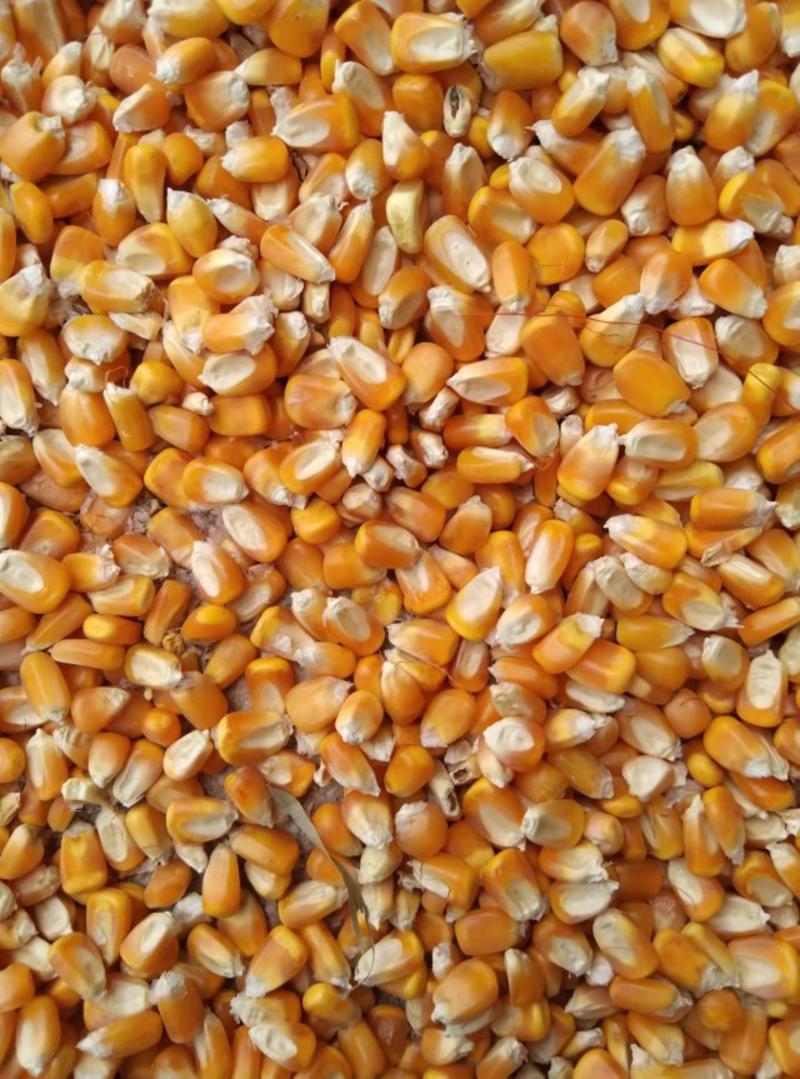 2024年，贵州毕节威宁新玉米粒，欢迎全国各地老板抢购。