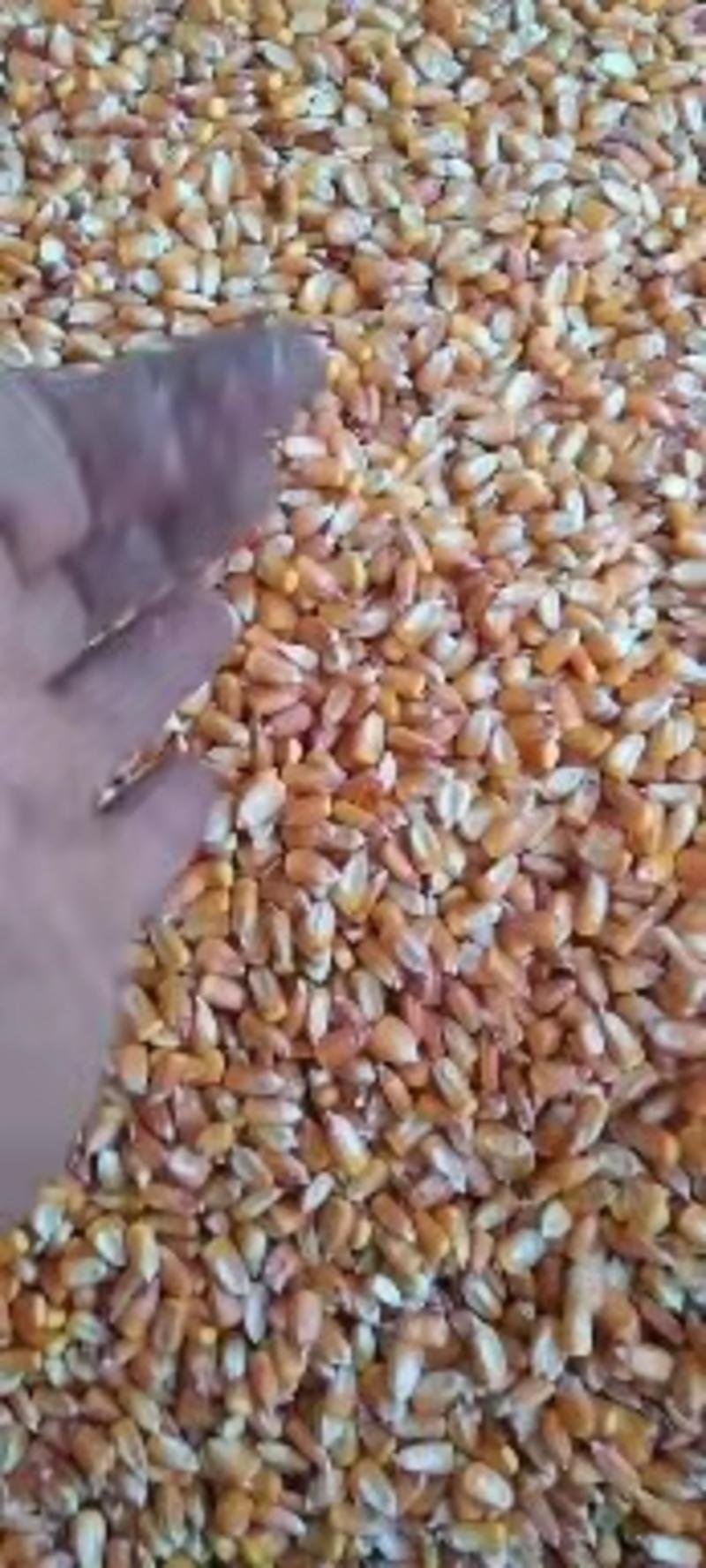 2024年，贵州毕节威宁新玉米粒，欢迎全国各地老板抢购。