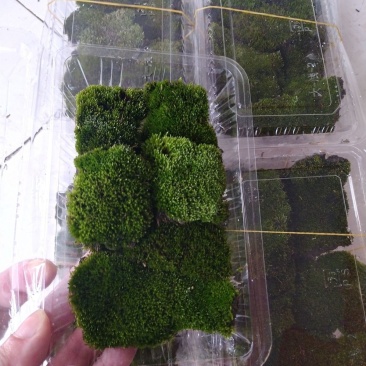 朵朵苔藓