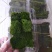 朵朵苔藓