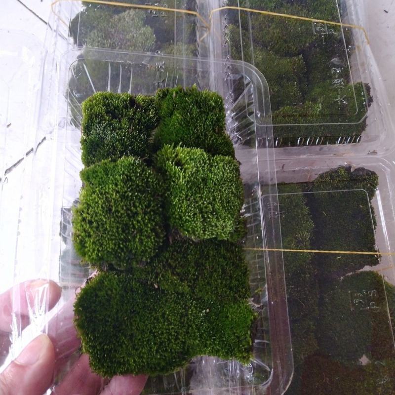 朵朵苔藓