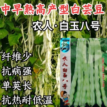 白玉八号芸豆种子白荚四季豆架豆种子无筋高产早熟长豆角种子