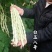 白玉八号芸豆种子白荚四季豆架豆种子无筋高产早熟长豆角种子