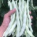 白玉八号芸豆种子白荚四季豆架豆种子无筋高产早熟长豆角种子