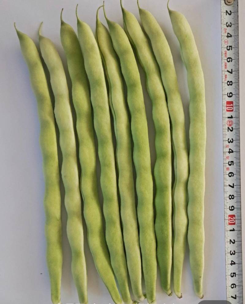 白玉八号芸豆种子白荚四季豆架豆种子无筋高产早熟长豆角种子