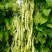 白玉八号芸豆种子白荚四季豆架豆种子无筋高产早熟长豆角种子