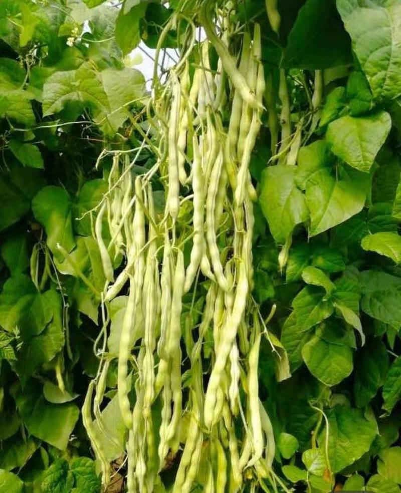 白玉八号芸豆种子白荚四季豆架豆种子无筋高产早熟长豆角种子