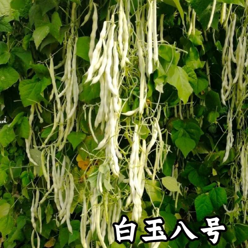白玉八号芸豆种子白荚四季豆架豆种子无筋高产早熟长豆角种子