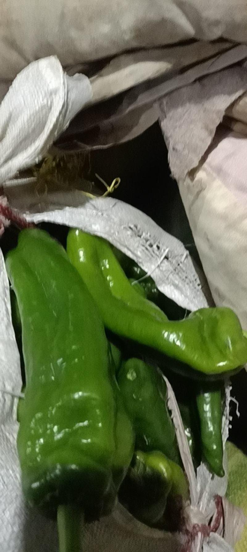 江苏东台鲜辣椒大量供应中！需要的朋友请常联系我
