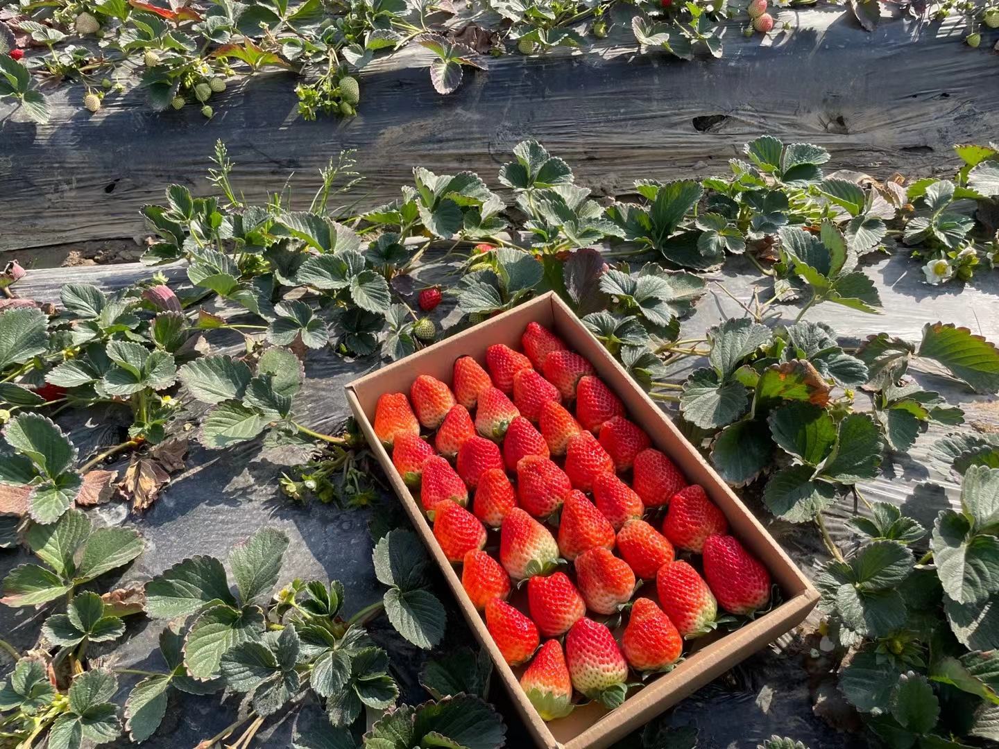 草莓采摘园实景图