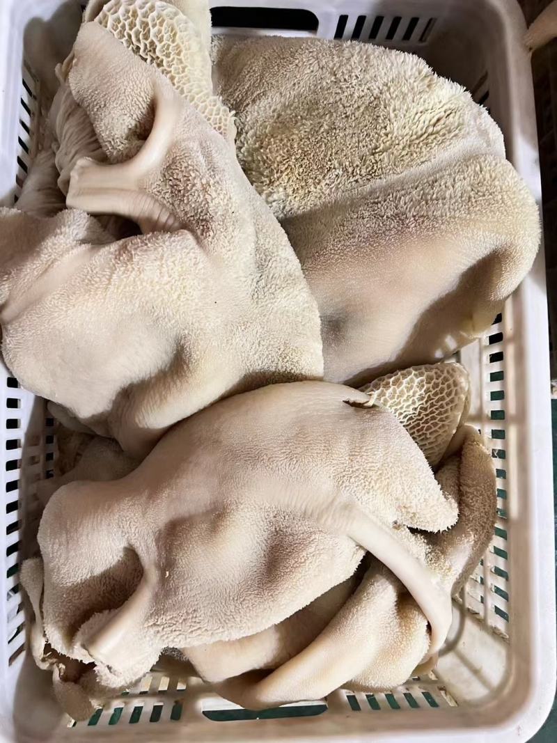全熟水煮牛肚带金肚精修无油纯干货大小均匀
