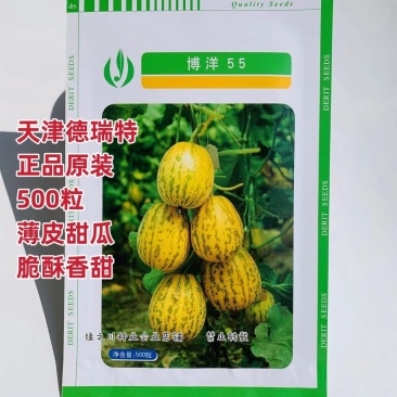 正宗博洋甜瓜种子黄皮白肉覆浅绿花斑博洋55甜瓜种子香甜