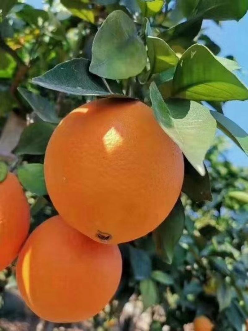 崀山脐橙