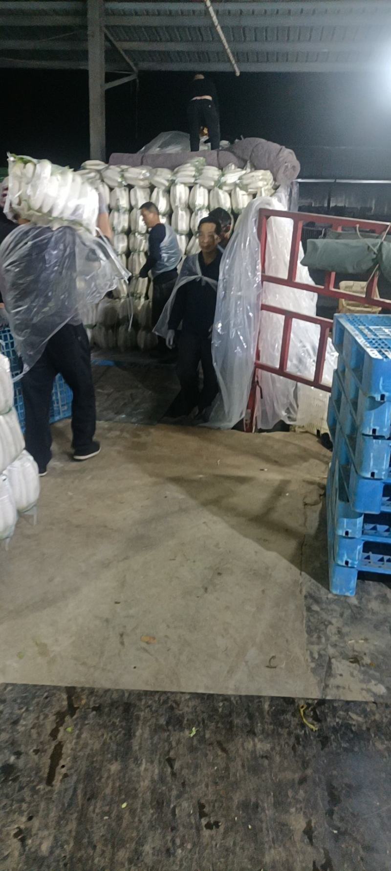 【热卖】精品萝卜规格齐全，质量好，价格合适，需要的联系