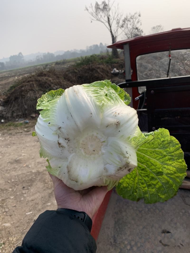 145黄心白菜，白菜大量出售，有意者请联系，价格可谈