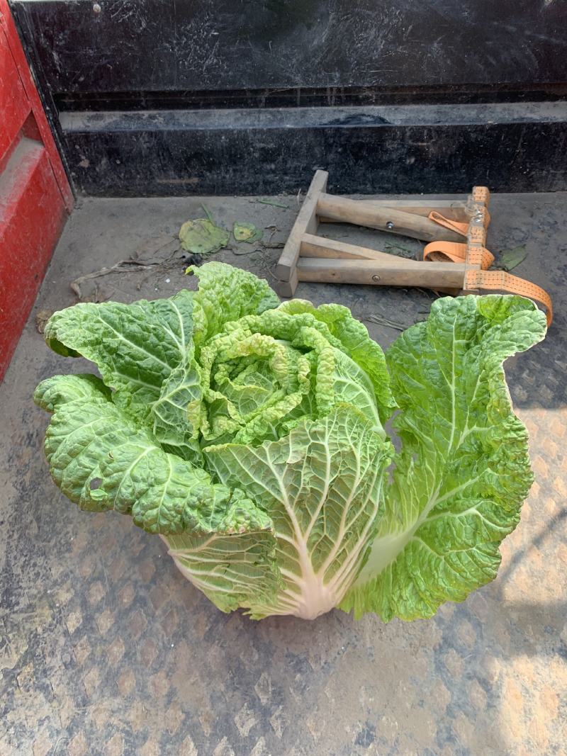 145黄心白菜，白菜大量出售，有意者请联系，价格可谈