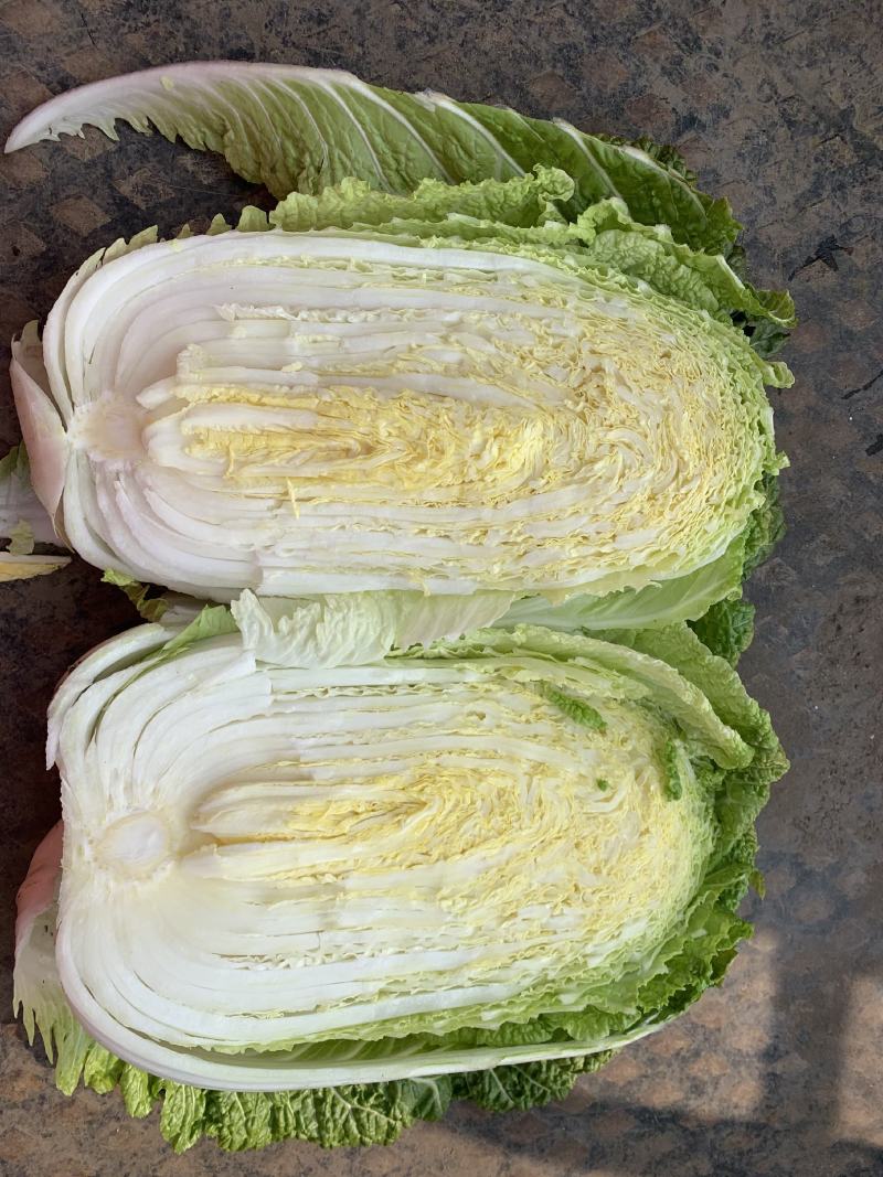 145黄心白菜，白菜大量出售，有意者请联系，价格可谈