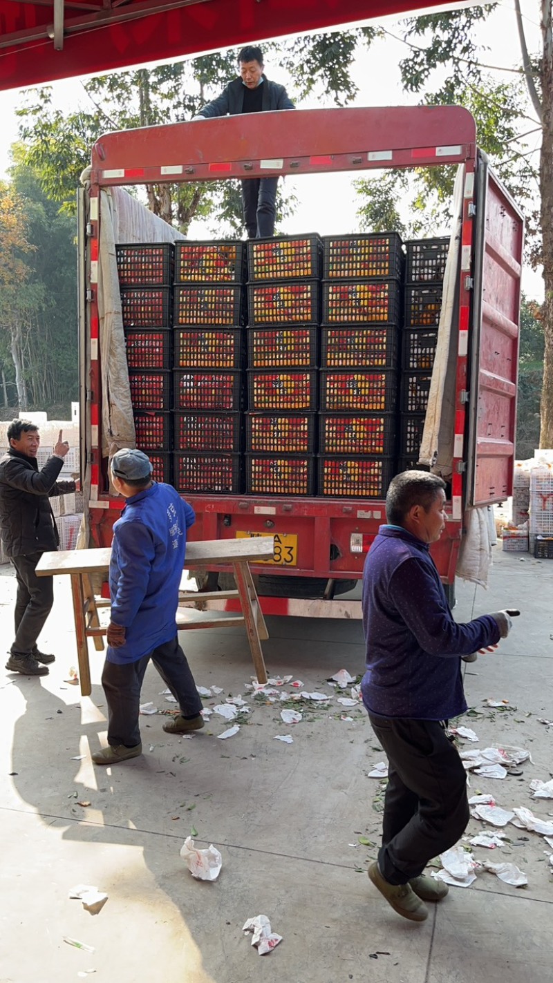蒲江春见柑橘耙耙柑，商品果，高次果，平台货，全国配货