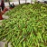 海南花糯玉米，万糯玉米，水果玉米，对接全国大量供应中