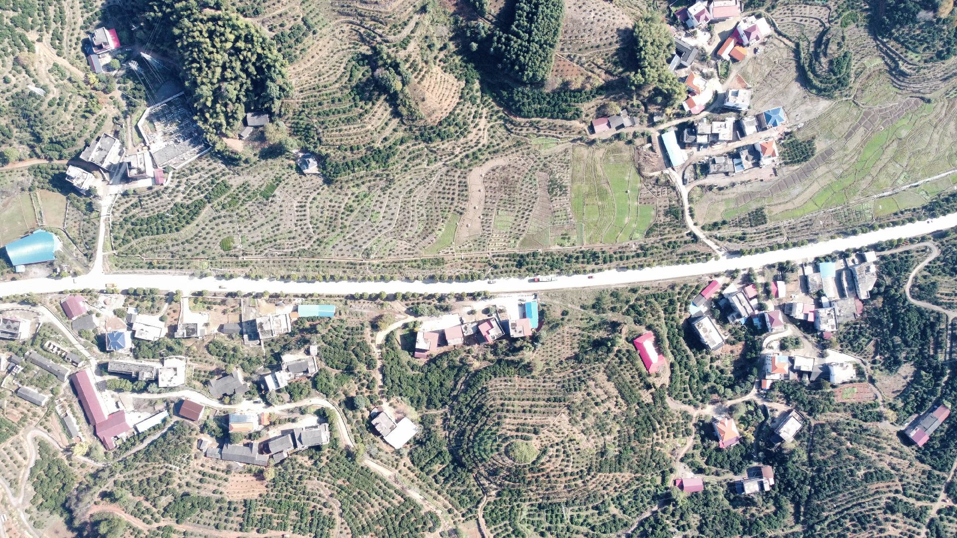 广西夏霏橙子种植基地航拍图