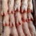 猪爪，猪头，大肠，小肠，猪肚，猪干批发量大从优