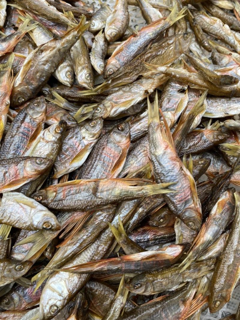 柳根［东北高山溪流冷水鱼］品质保证，长期供货，稳定价格。