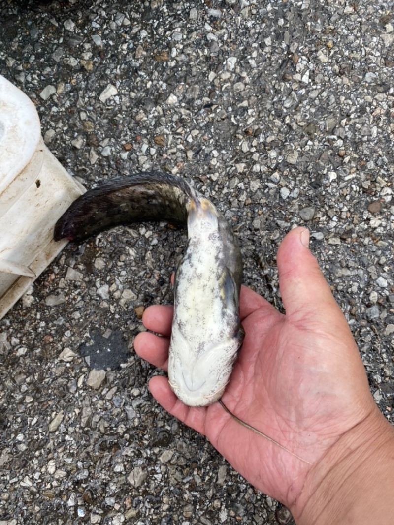 柳根［东北高山溪流冷水鱼］品质保证，长期供货，稳定价格。